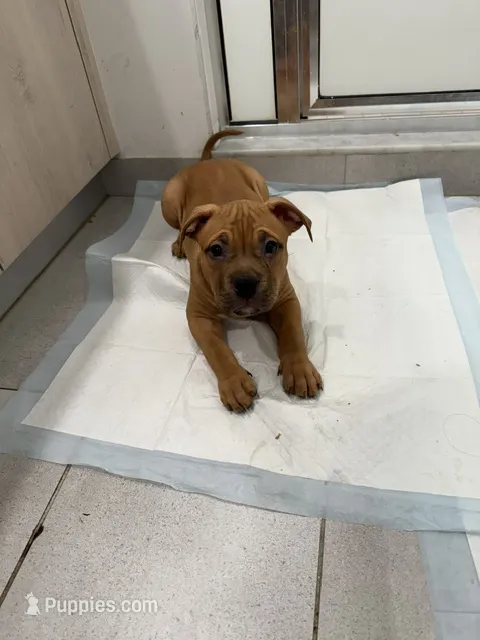 Female – American Bully puppy for sale in Pompano Beach, FL