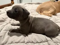Dark Grey Female, a female American Bully for sale in Pompano Beach, FL – 3 of 6