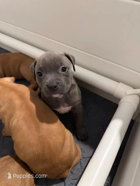 Dark Grey Female – American Bully puppy for sale in Pompano Beach, FL