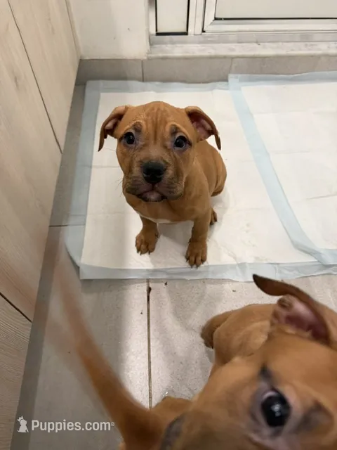 Tan Female – American Bully puppy for sale in Pompano Beach, FL