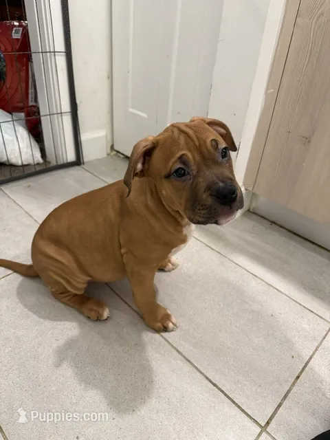 Female – American Bully puppy for sale in Pompano Beach, FL