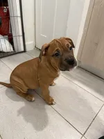 Female, a female American Bully for sale in Pompano Beach, FL – 1 of 8