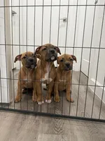 Female, a female American Bully for sale in Pompano Beach, FL – 7 of 7
