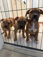 Female, a female American Bully for sale in Pompano Beach, FL – 6 of 8