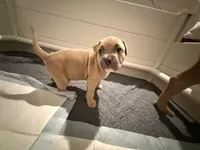 Lilac Male, a male American Bully for sale in Pompano Beach, FL – Photo 2 of 2