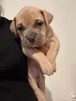 Lilac Male, a male American Bully for sale in Pompano Beach, FL – Photo 1 of 2
