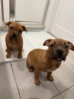 Female, a female American Bully for sale in Pompano Beach, FL – 2 of 7