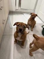 Female, a female American Bully for sale in Pompano Beach, FL – 2 of 8
