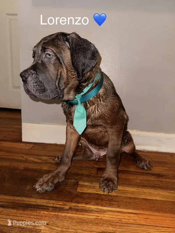 Lorenzo – Cane Corso puppy for sale in Philadelphia, PA