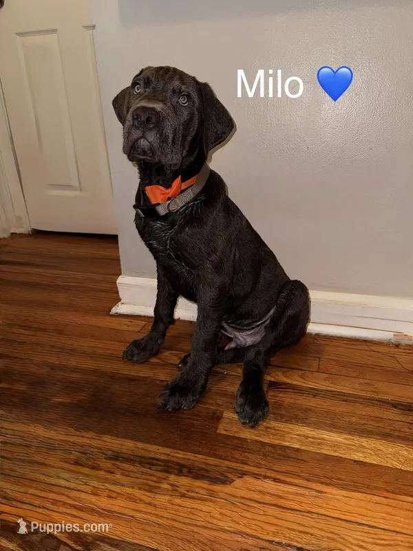 Milo – Cane Corso puppy for sale in Philadelphia, PA