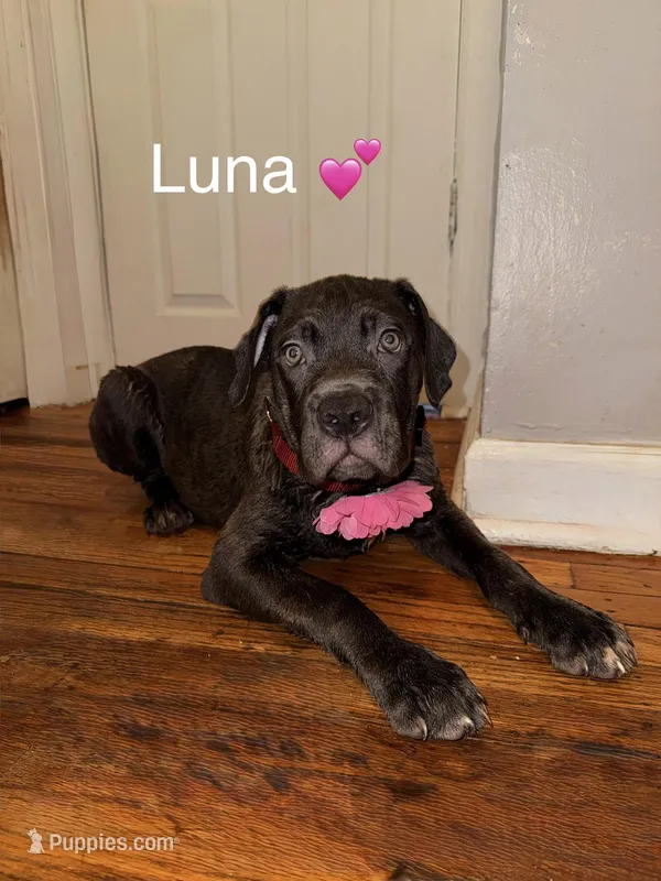 Luna – Cane Corso puppy for sale in Philadelphia, PA
