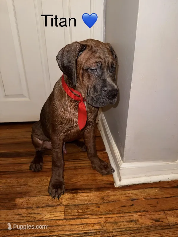 Titan – Cane Corso puppy for sale in Philadelphia, PA