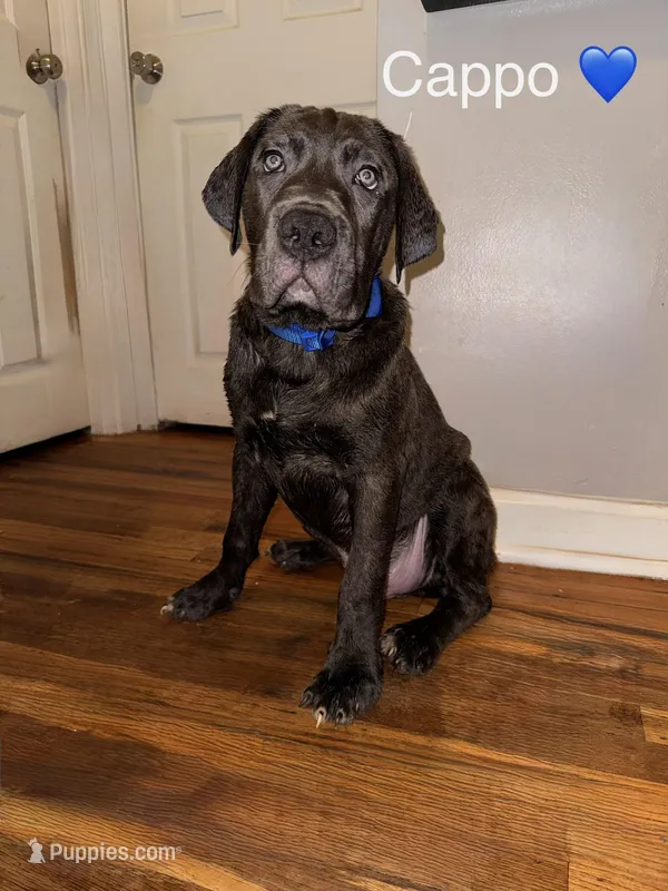 Cappo – Cane Corso puppy for sale in Philadelphia, PA