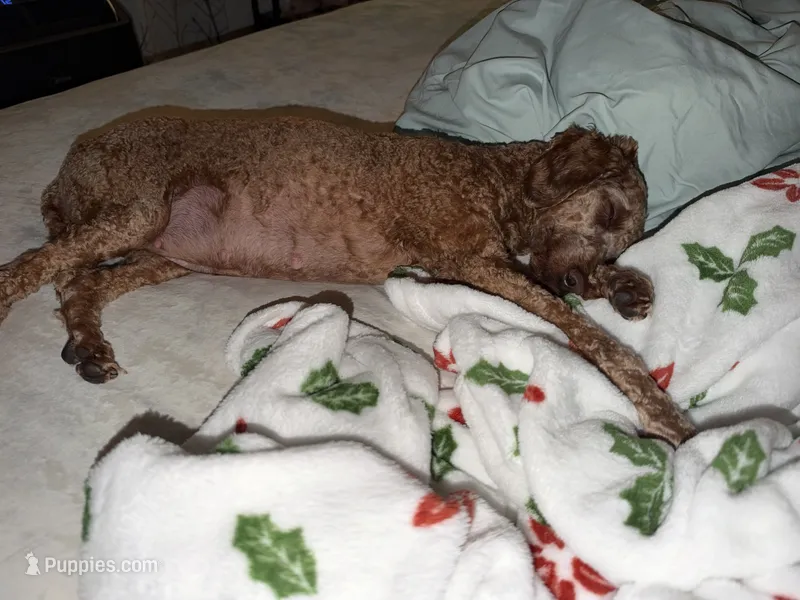 Evahs November litter aussiedoodles , a  Poodle - Miniature  and Miniature Aussiedoodle for sale in Daytona Beach, FL – 1 of 2