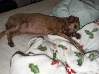 Evahs November litter aussiedoodles , a  Poodle - Miniature  and Miniature Aussiedoodle for sale in Daytona Beach, FL – 1 of 2