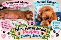 Evahs November litter aussiedoodles , a  Poodle - Miniature  and Miniature Aussiedoodle for sale in Daytona Beach, FL – 2 of 2
