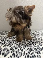Hershey, a male Yorkshire Terrier for sale in Weaubleau, MO – 7 of 8