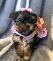 Daisy, a female Yorkshire Terrier for sale in Weaubleau, MO – Photo 1 of 5