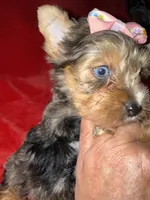 Roxanne, a female Yorkshire Terrier for sale in Weaubleau, MO – 6 of 6