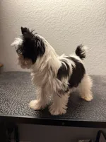 Rocky, a male Yorkshire Terrier for sale in Weaubleau, MO – 5 of 7