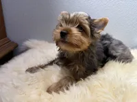 Gibson, a male Yorkshire Terrier for sale in Weaubleau, MO – 3 of 9