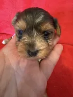 Roxanne, a female Yorkshire Terrier for sale in Weaubleau, MO – 3 of 5