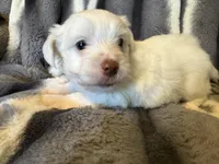 Aspen, a male Yorkshire Terrier for sale in Weaubleau, MO – Photo 2 of 6