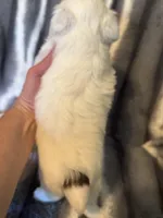 Aspen, a male Yorkshire Terrier for sale in Weaubleau, MO – Photo 3 of 6