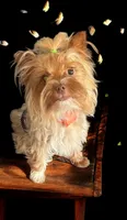 Aspen, a male Yorkshire Terrier for sale in Weaubleau, MO – Photo 6 of 6