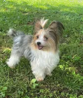 Aspen, a male Yorkshire Terrier for sale in Weaubleau, MO – Photo 5 of 6