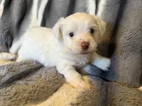 Aspen, a male Yorkshire Terrier for sale in Weaubleau, MO – Photo 4 of 6