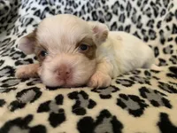 Kringle, a male Yorkshire Terrier for sale in Weaubleau, MO – Photo 3 of 9