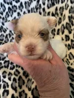 Kringle, a male Yorkshire Terrier for sale in Weaubleau, MO – Photo 5 of 9