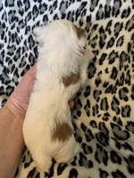 Kringle, a male Yorkshire Terrier for sale in Weaubleau, MO – Photo 7 of 9