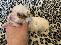 Kringle, a male Yorkshire Terrier for sale in Weaubleau, MO – Photo 6 of 9