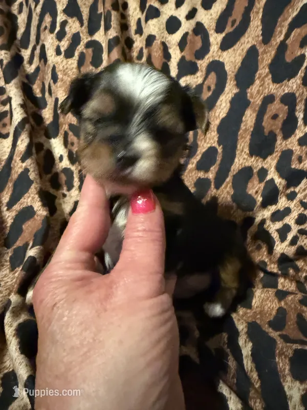 Mindy – Yorkshire Terrier puppy for sale in Weaubleau, MO