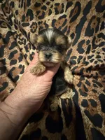 Tiny AKC girl, a female Yorkshire Terrier for sale in Weaubleau, MO – 3 of 3