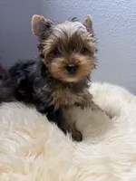 Gibson, a male Yorkshire Terrier for sale in Weaubleau, MO – 8 of 9