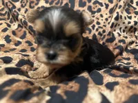 Tiny AKC girl, a female Yorkshire Terrier for sale in Weaubleau, MO – 2 of 3