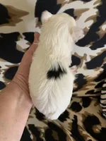 Joy, a female Yorkshire Terrier for sale in Weaubleau, MO – Photo 7 of 9