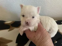 Joy, a female Yorkshire Terrier for sale in Weaubleau, MO – Photo 4 of 9