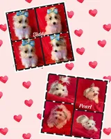 Joy, a female Yorkshire Terrier for sale in Weaubleau, MO – Photo 9 of 9