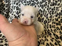 Joy, a female Yorkshire Terrier for sale in Weaubleau, MO – Photo 6 of 9