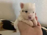 Joy, a female Yorkshire Terrier for sale in Weaubleau, MO – Photo 3 of 9