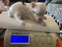 Joy, a female Yorkshire Terrier for sale in Weaubleau, MO – Photo 8 of 9