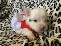 Joy, a female Yorkshire Terrier for sale in Weaubleau, MO – Photo 2 of 9