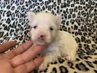 Joy, a female Yorkshire Terrier for sale in Weaubleau, MO – Photo 5 of 9