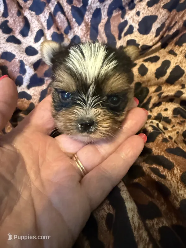 Pee-Wee – Yorkshire Terrier puppy for sale in Weaubleau, MO
