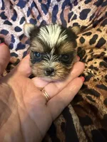 Pee-Wee, a male Yorkshire Terrier for sale in Weaubleau, MO – 1 of 5