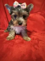 Roxanne, a female Yorkshire Terrier for sale in Weaubleau, MO – 3 of 6